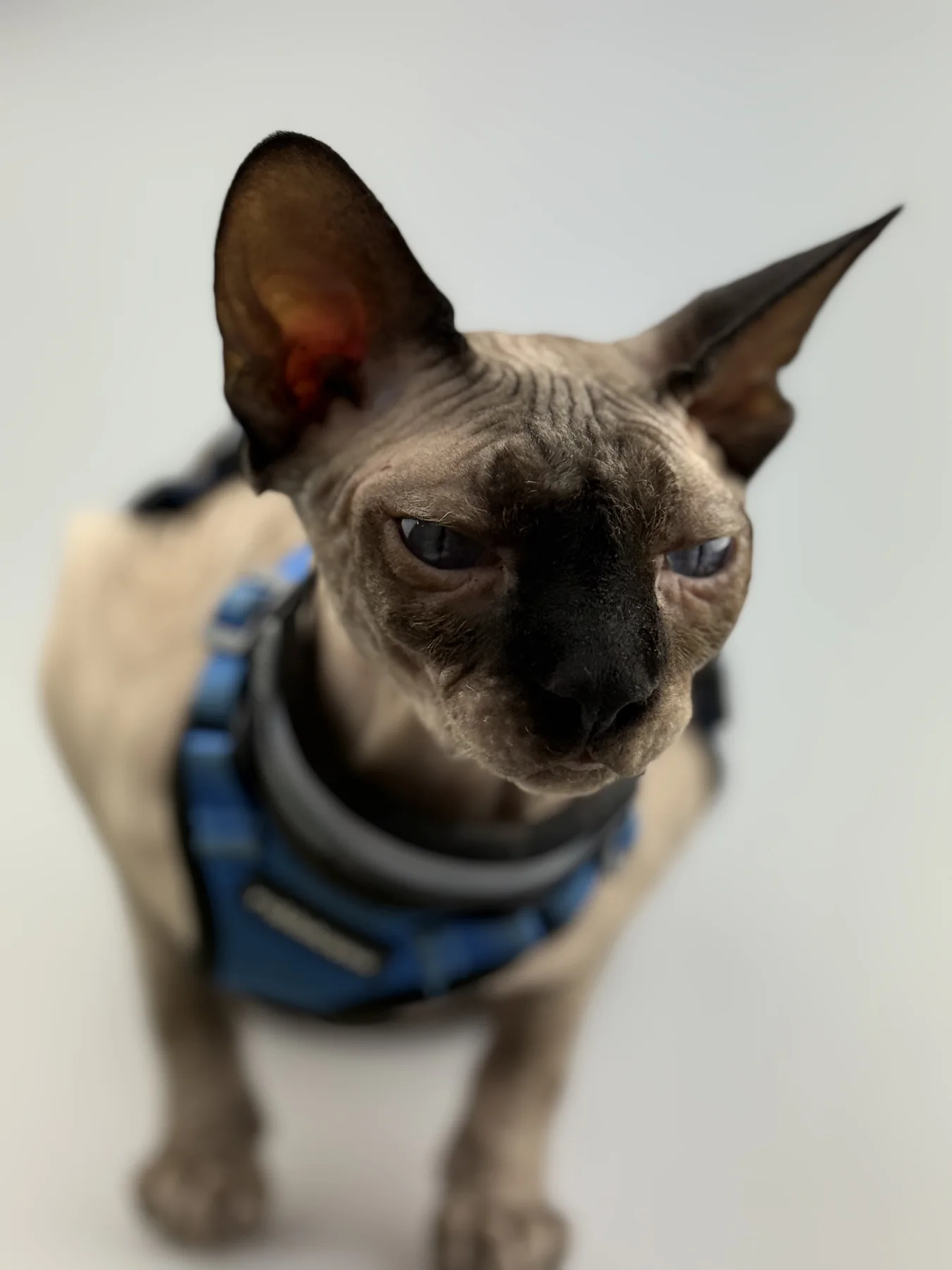 Close portrait of Harry in his blue harness, turning his head to one side