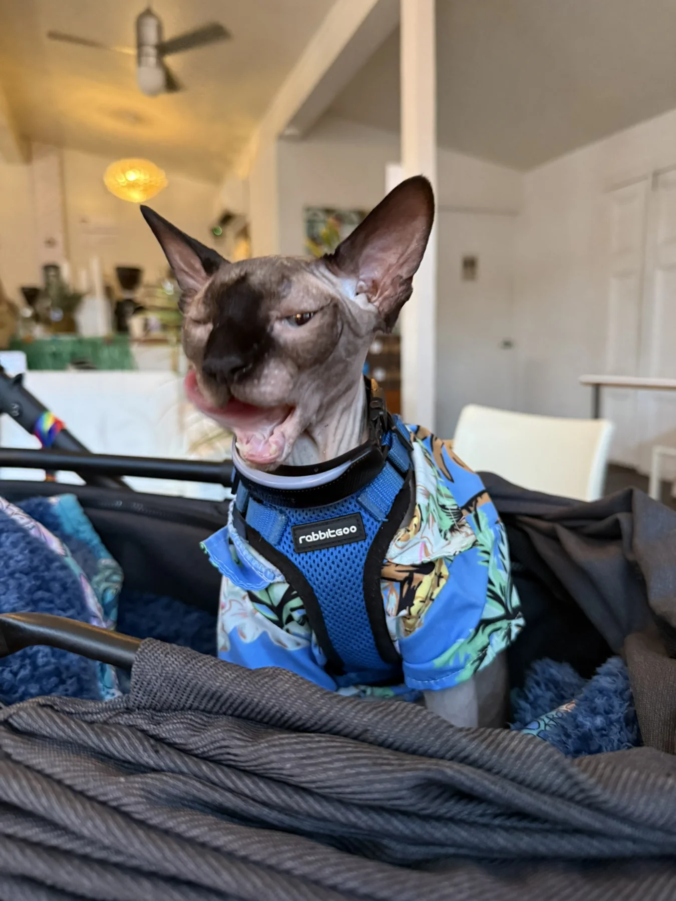 Harry yawning in a stroller while wearing a blue tropical-print shirt and blue harness