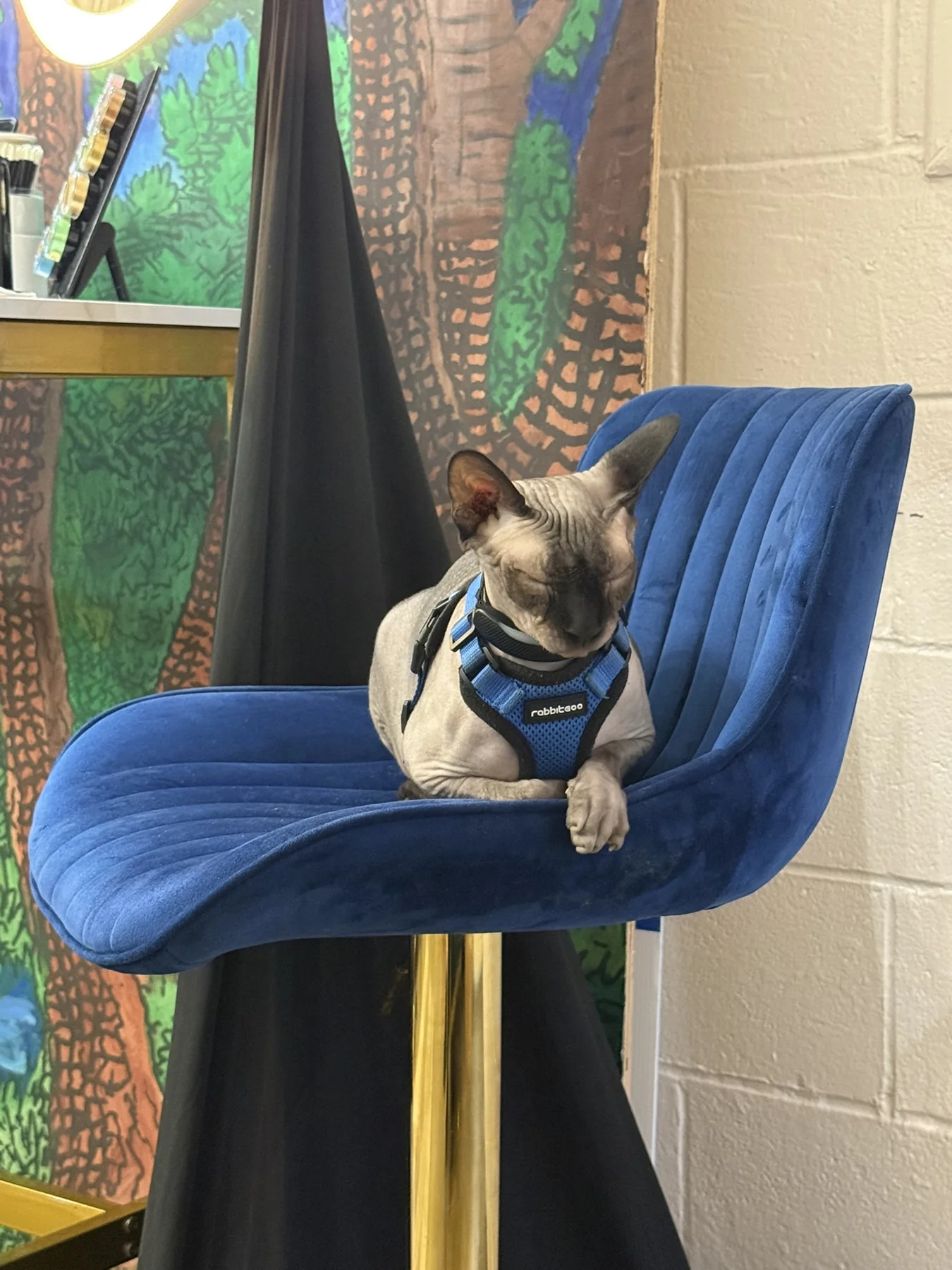 Harry settled into a blue velvet chair with one paw hanging over the edge
