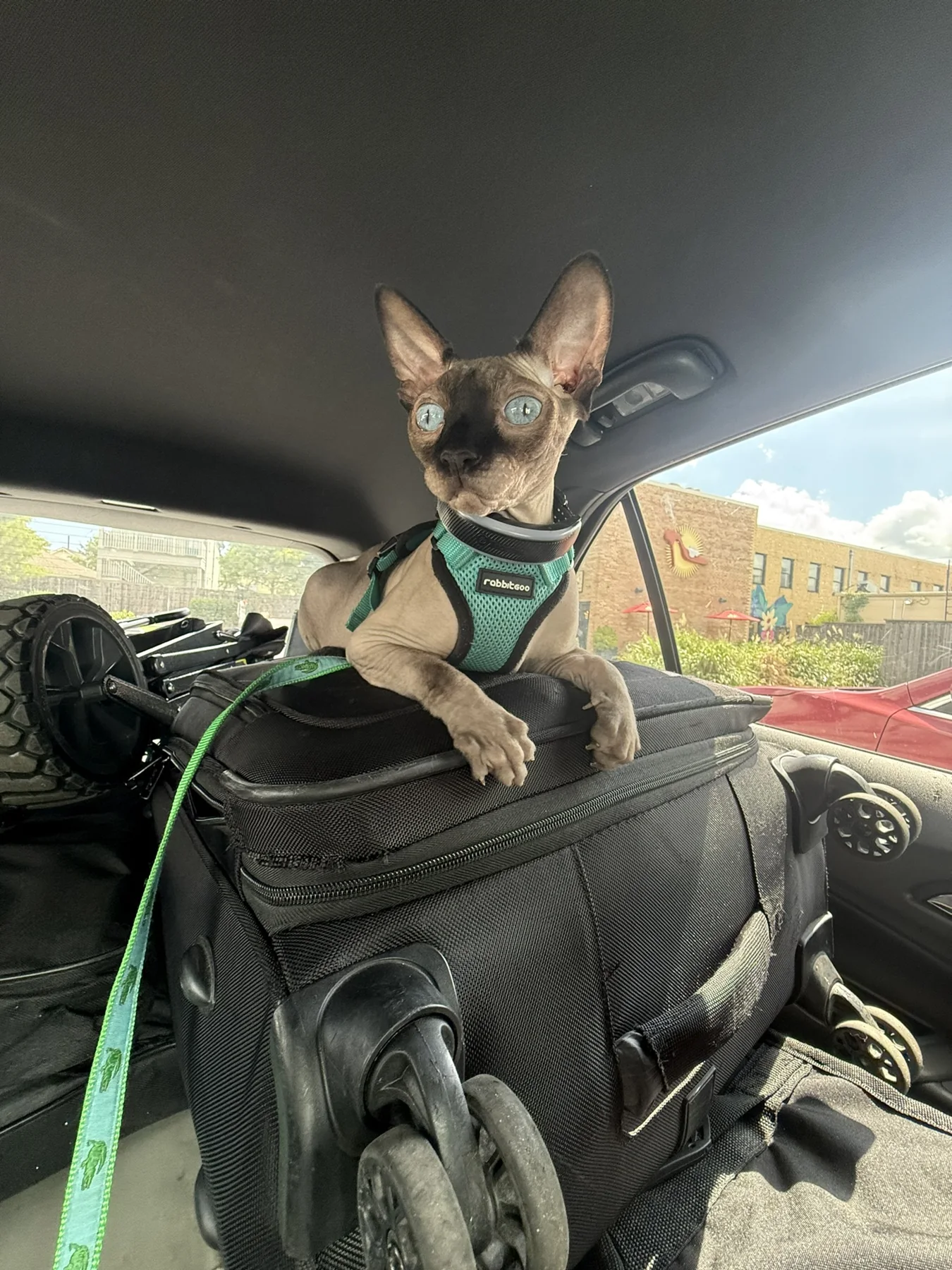 Harry in a green harness resting his front paws on a black suitcase inside a car.