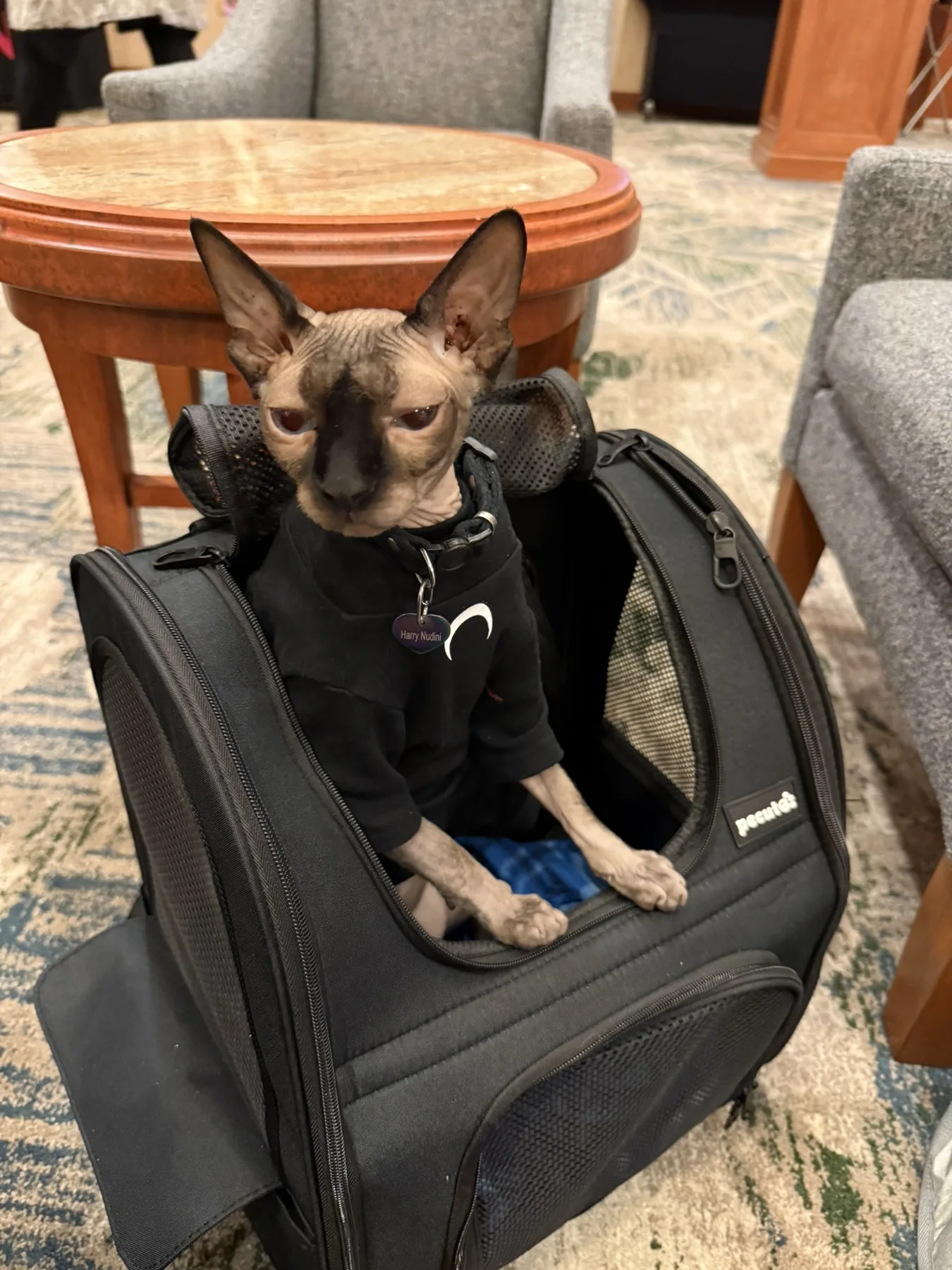 Harry sitting upright on a black pet carrier beside upholstered chairs