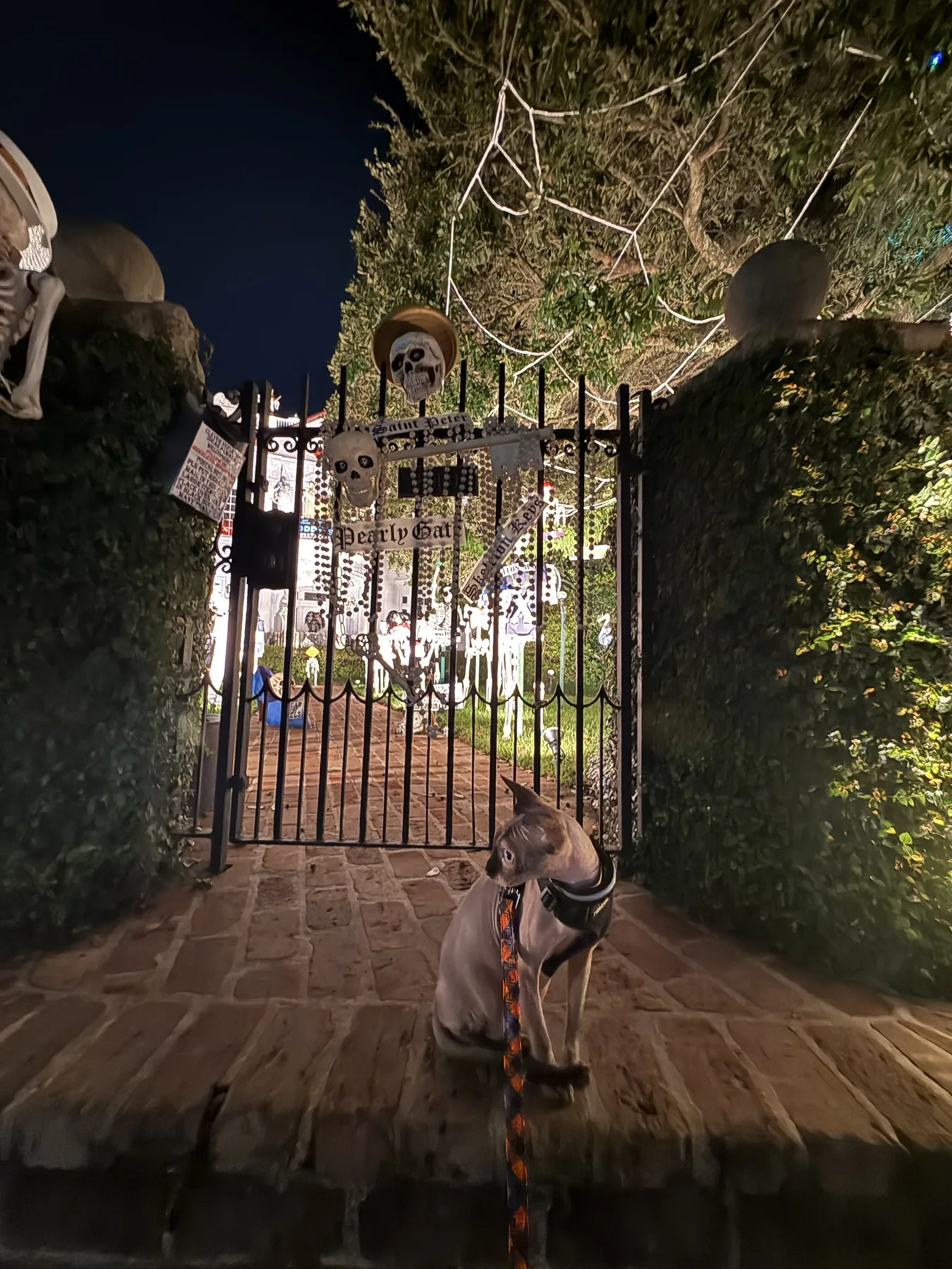 Harry on a brick path in front of an illuminated iron garden gate at night