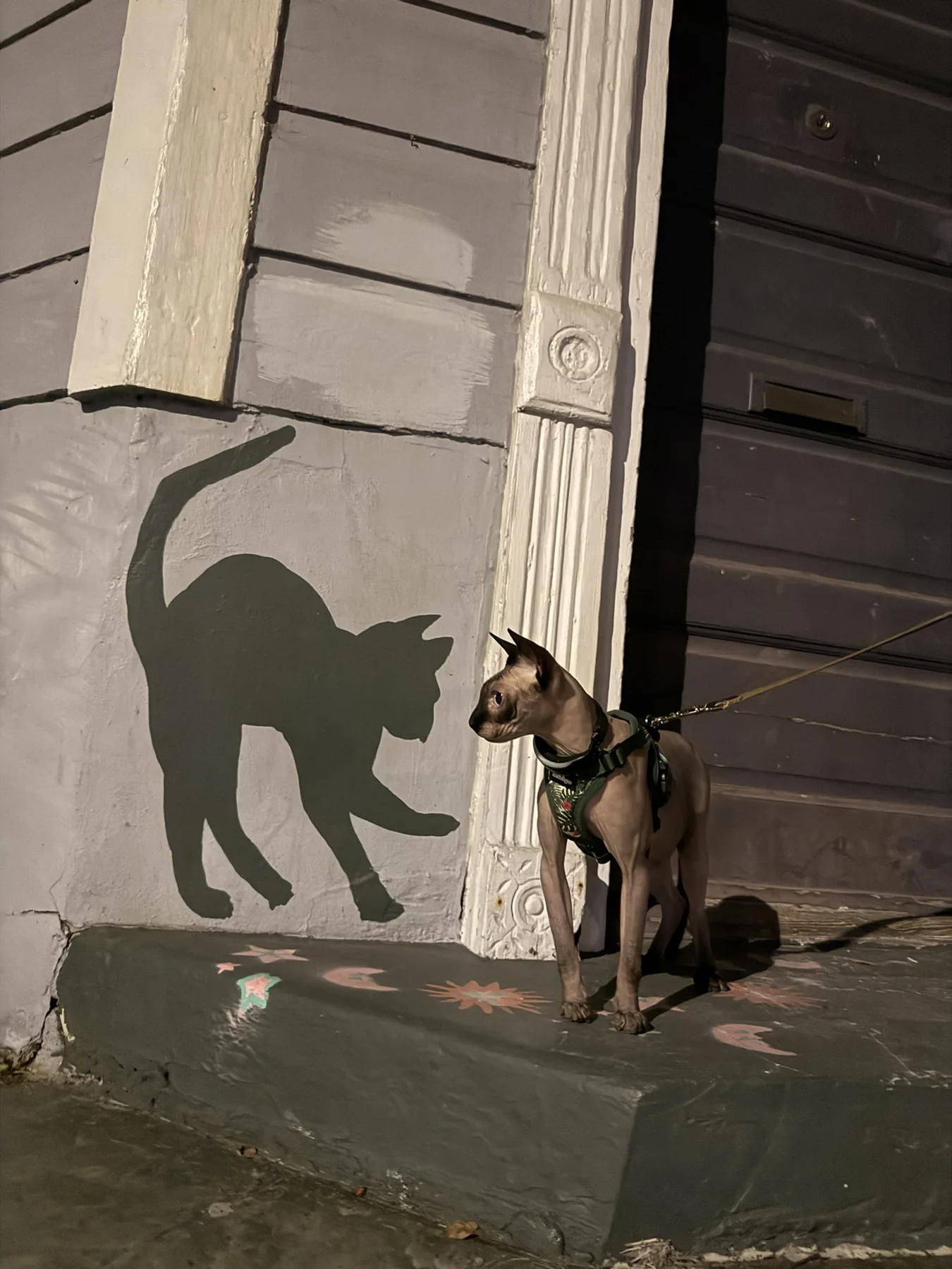 Harry on a leash beside a painted cat silhouette on a wall near a doorway.