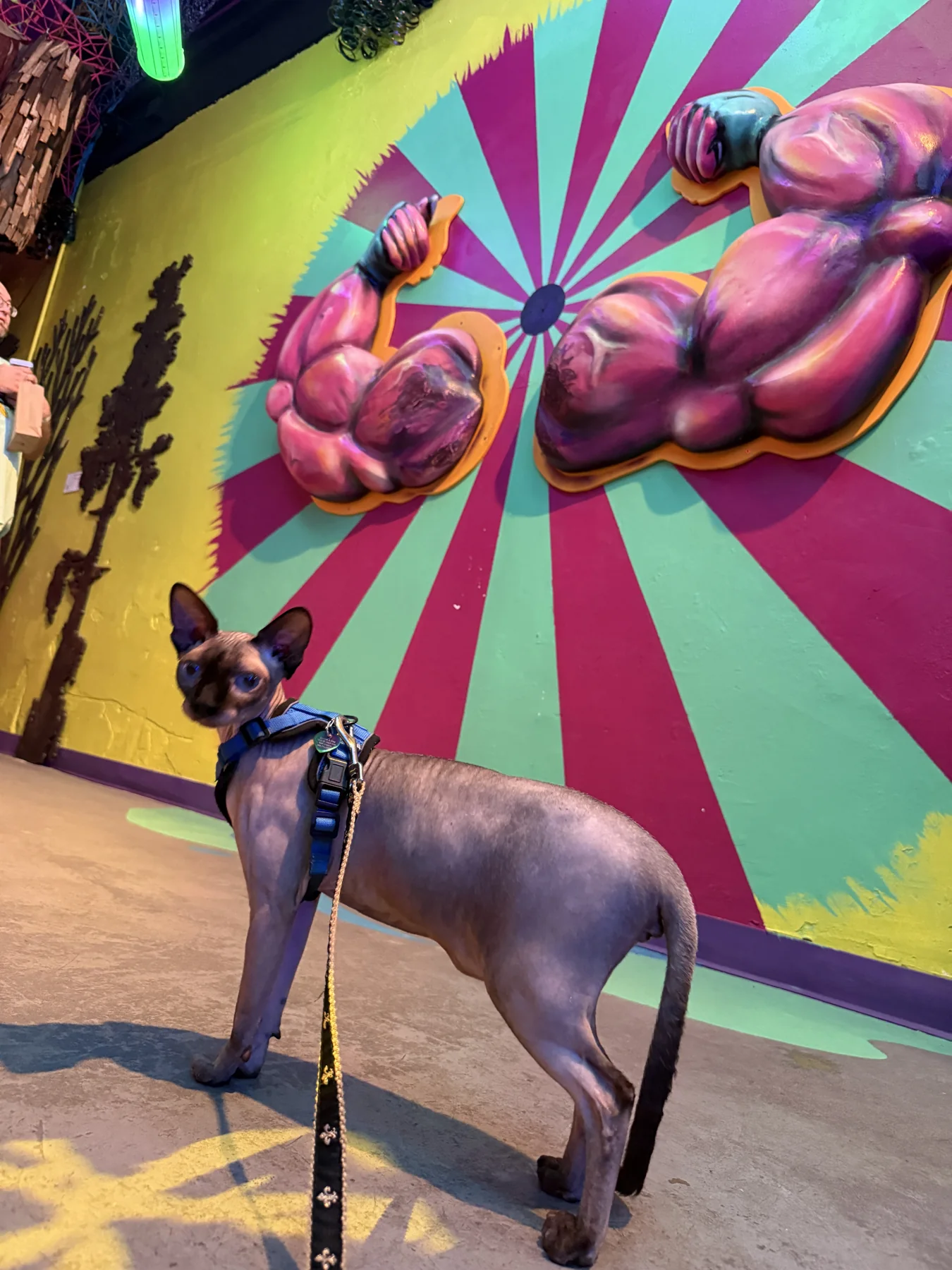 Harry in his harness standing in front of a bright pink, green, and yellow mural