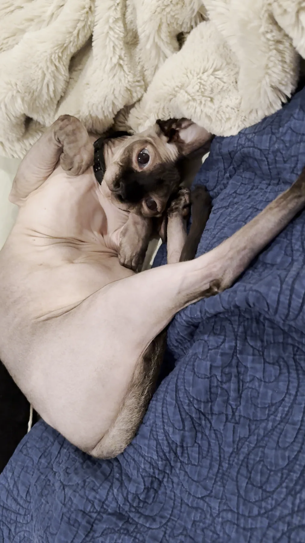 Harry lying belly-up on blue and cream blankets.