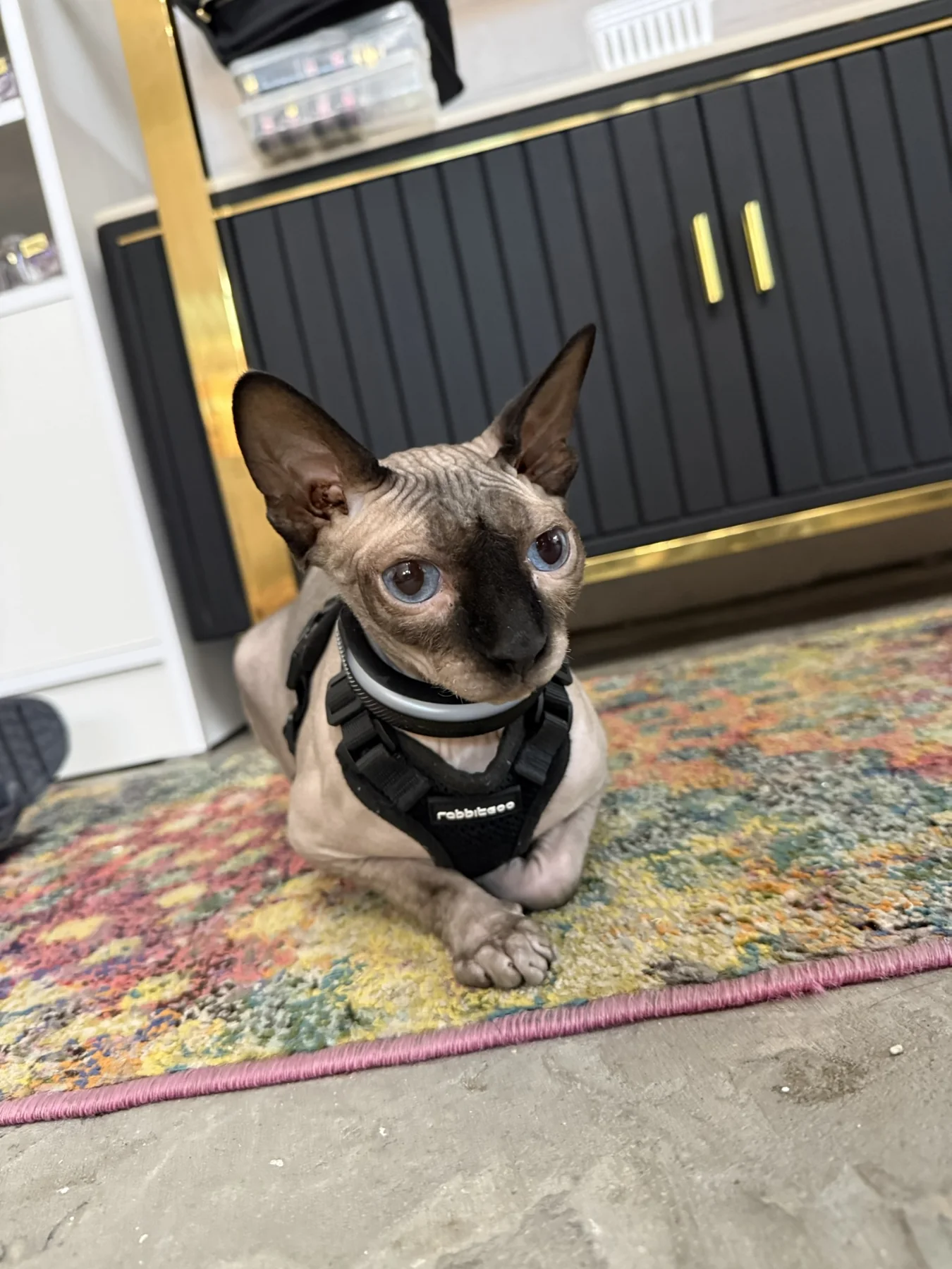 Harry sitting with his front paws together on a colorful patterned rug