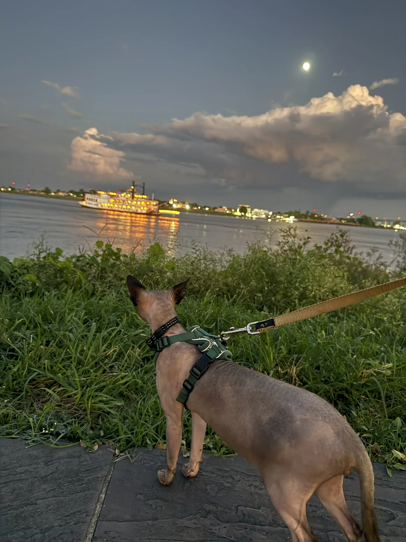 Harry on a leash beside a river at dusk with a brightly lit boat across the water