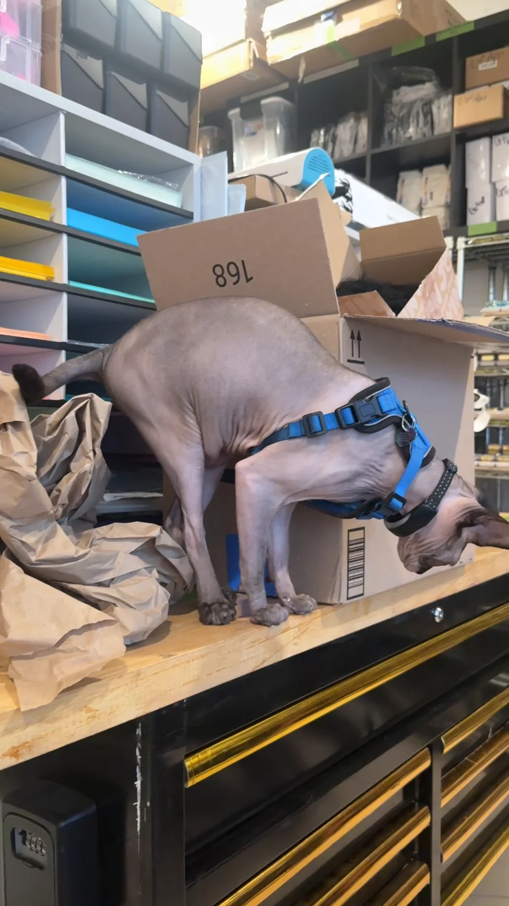 Harry standing on a workbench among cardboard boxes and packing paper