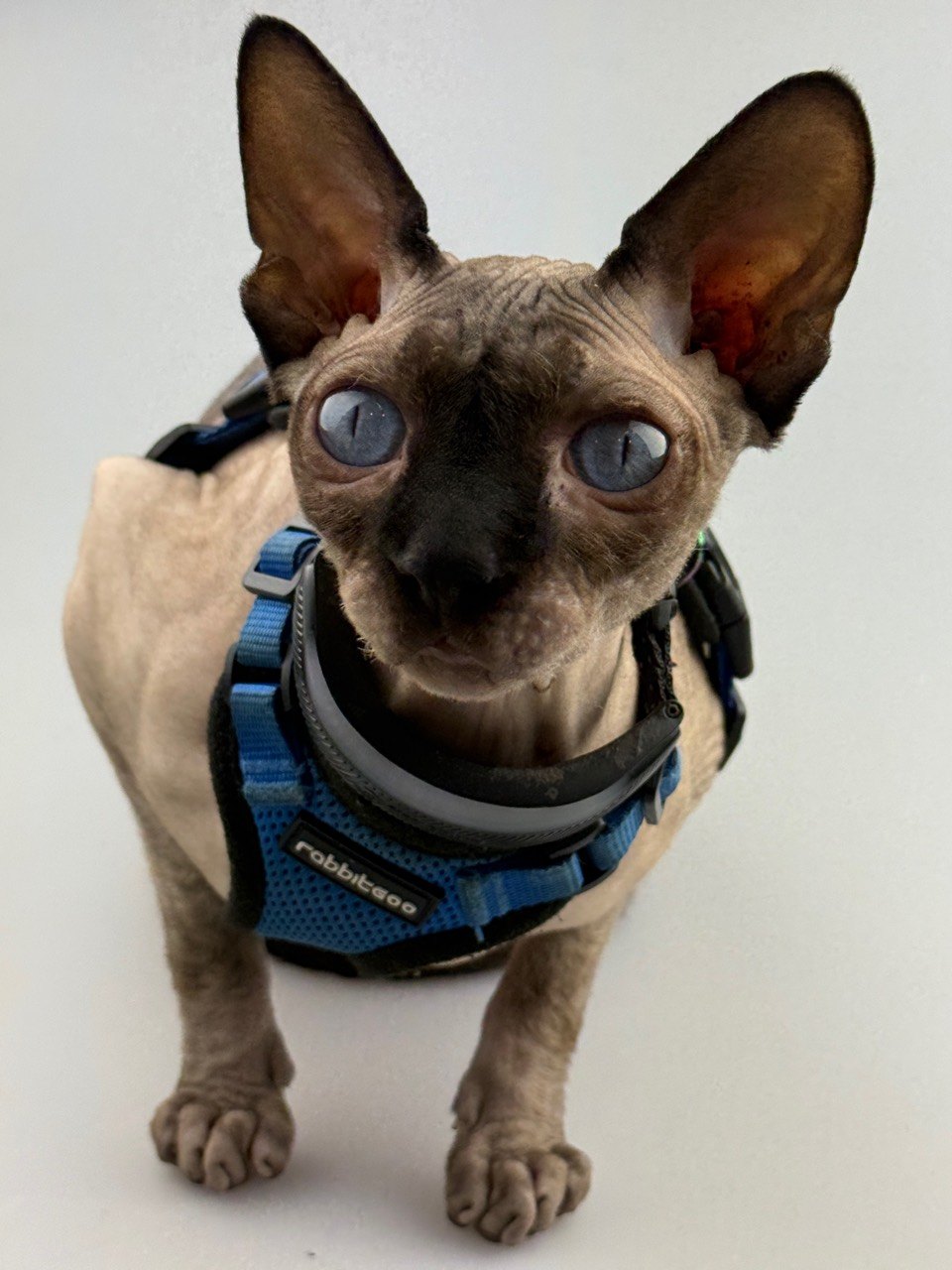 Harry Nudini looking up with blue eyes, enormous ears, and a blue walking harness